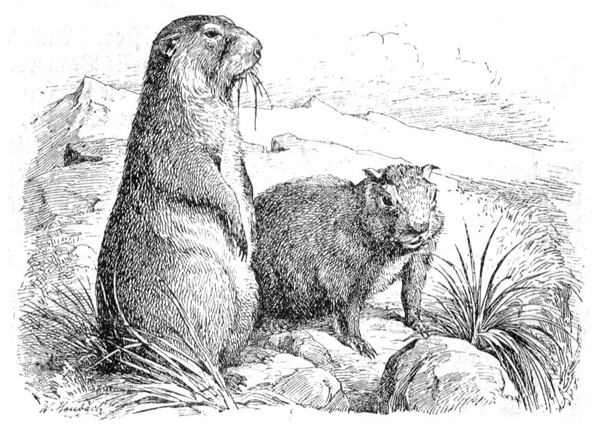 Marmottes du Mercantour situées à 1880 mètres d'altitudes